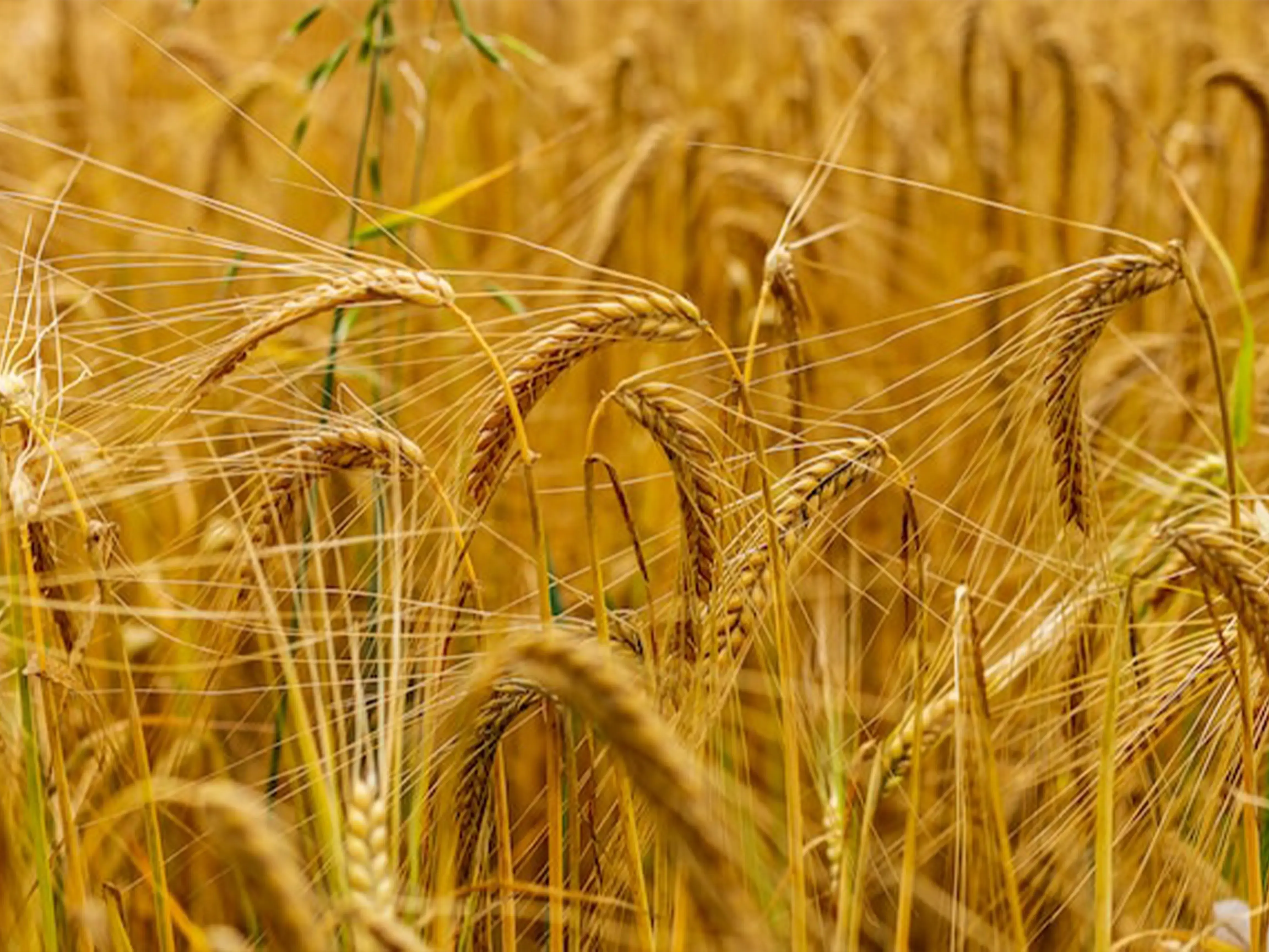 Payızlıq arpa toxumları